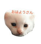 南部なまりねこ（個別スタンプ：1）