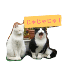 南部なまりねこ（個別スタンプ：2）