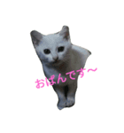 南部なまりねこ（個別スタンプ：3）