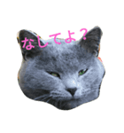南部なまりねこ（個別スタンプ：5）