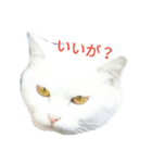 南部なまりねこ（個別スタンプ：7）