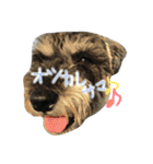 らんぼーくん（個別スタンプ：13）