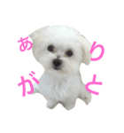 コテツスタンプ（個別スタンプ：1）