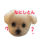 コテツスタンプ（個別スタンプ：12）