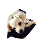 犬のろむくん日常（個別スタンプ：1）