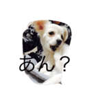 犬のろむくん日常（個別スタンプ：3）