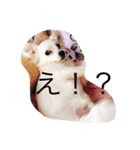 犬のろむくん日常（個別スタンプ：4）