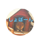 sibakenn（個別スタンプ：4）