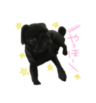 パグ だいすき‼︎！（個別スタンプ：1）