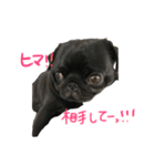 パグ だいすき‼︎！（個別スタンプ：9）