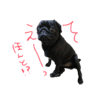 パグ だいすき‼︎！（個別スタンプ：20）