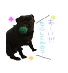 パグ だいすき‼︎！（個別スタンプ：22）
