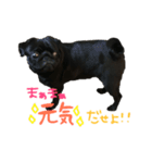 パグ だいすき‼︎！（個別スタンプ：27）