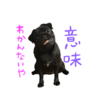 パグ だいすき‼︎！（個別スタンプ：29）