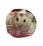 はむすたぁ（個別スタンプ：4）