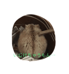 はむすたぁ（個別スタンプ：6）