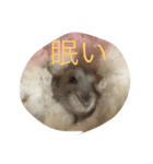 はむすたぁ（個別スタンプ：7）