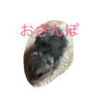 はむすたぁ（個別スタンプ：8）