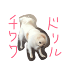 dock522（個別スタンプ：4）