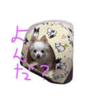 dock522（個別スタンプ：5）