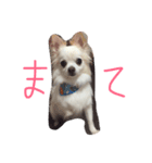 dock522（個別スタンプ：8）