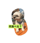 戌年なので（個別スタンプ：7）