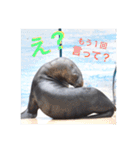 可愛い海獣たち♡（個別スタンプ：5）
