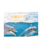 可愛い海獣たち♡（個別スタンプ：11）