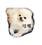 Dog Life2- Xing Hu（個別スタンプ：1）