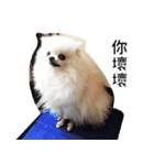 Dog Life2- Xing Hu（個別スタンプ：8）