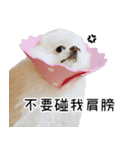 Dog Life2- Xing Hu（個別スタンプ：22）