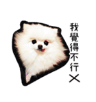 Dog Life2- Xing Hu（個別スタンプ：24）