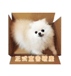 Dog Life2- Xing Hu（個別スタンプ：27）