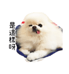 Dog Life2- Xing Hu（個別スタンプ：30）