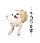 Dog Life2- Xing Hu（個別スタンプ：36）