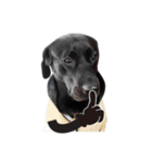 P. Black Labrador5（個別スタンプ：1）