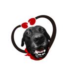 P. Black Labrador5（個別スタンプ：2）