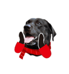 P. Black Labrador5（個別スタンプ：3）
