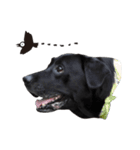 P. Black Labrador5（個別スタンプ：4）