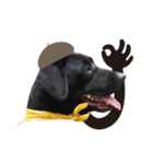 P. Black Labrador5（個別スタンプ：5）