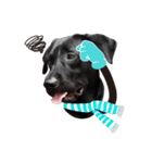 P. Black Labrador5（個別スタンプ：6）