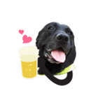 P. Black Labrador5（個別スタンプ：7）