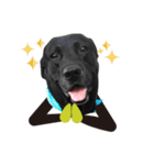 P. Black Labrador5（個別スタンプ：10）