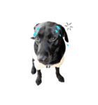 P. Black Labrador5（個別スタンプ：11）