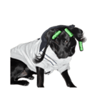 P. Black Labrador5（個別スタンプ：12）