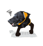 P. Black Labrador5（個別スタンプ：13）