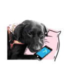 P. Black Labrador5（個別スタンプ：14）