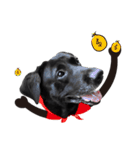 P. Black Labrador5（個別スタンプ：15）