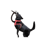 P. Black Labrador5（個別スタンプ：16）