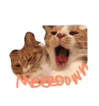 うちの猫のとらむたじじにゃん（個別スタンプ：1）